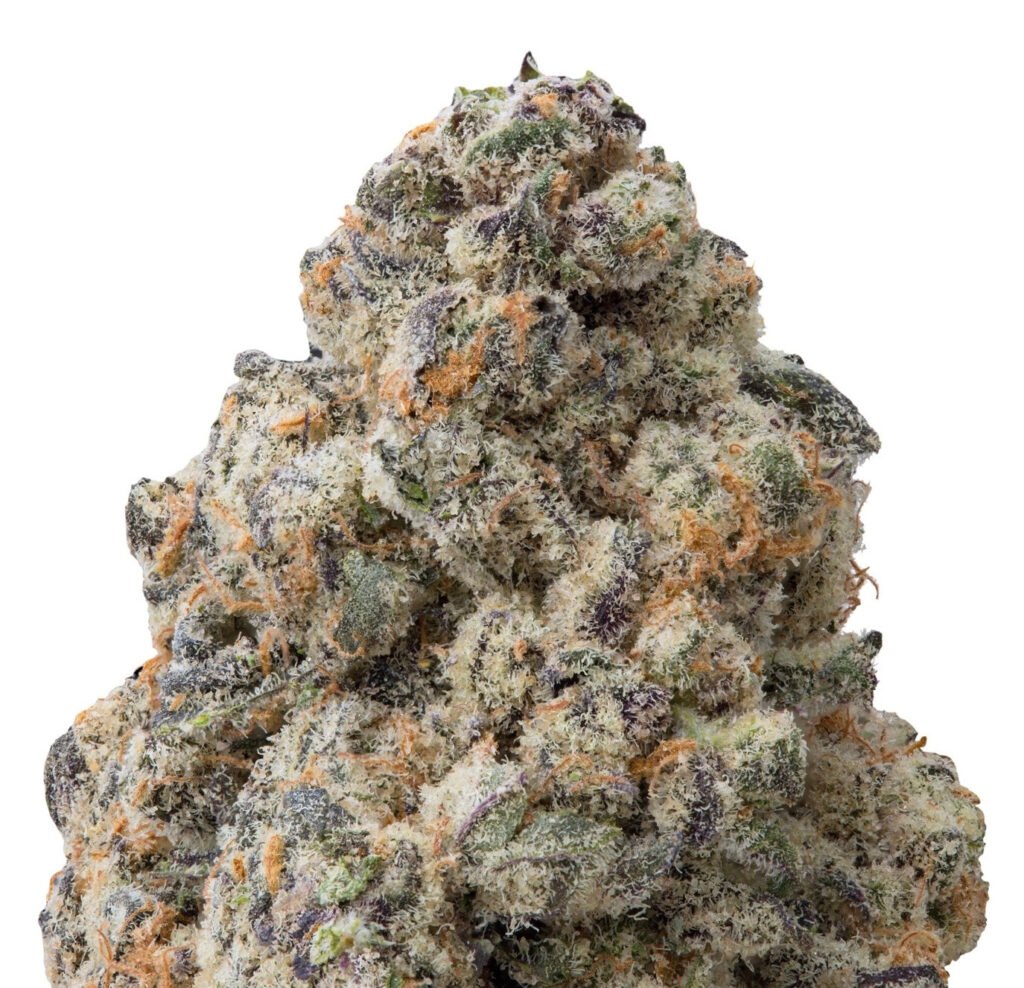 Candy Apple Exotic Indoor Flower