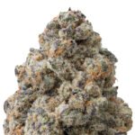 Candy Apple Exotic Indoor Flower