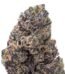 Cartel Candy Exotic Indoor Flower