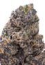 Cartel Candy Exotic Indoor Flower