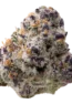 Space Station Exotic Indoor Smalls Flower