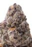 Tamale Exotic Indoor Flower
